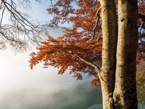 Vibrant orange autumn beech tree grows along a quiet lake shrouded in dense morning fog, an ideal setting for scenic nature tourism and exploration. Julian Alps,Predil lake,Tarvisio,Friuli,Italy.