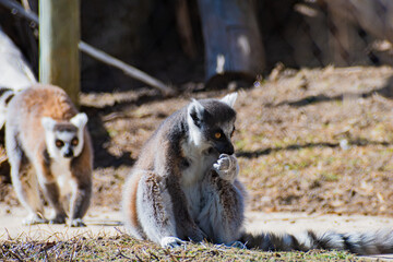 Fototapeta premium ring-tailed lemur (Lemur catta)