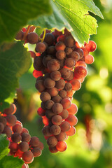 Naklejka premium Grape vine with ripe red grapes ready to be harvested and green leaves, warmly illuminated by the gentle sunlight 