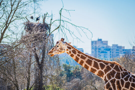 Rothschild's giraffe (Giraffa camelopardalis rothschildi)