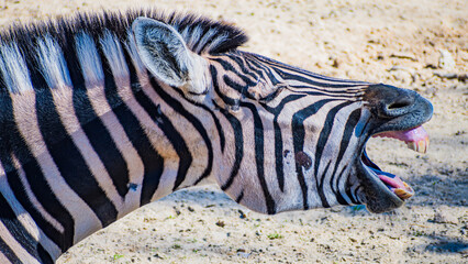 Burchell's zebra (Equus quagga burchellii) © Alberto Giron 