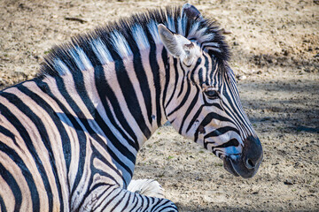 Burchell's zebra (Equus quagga burchellii) © Alberto Giron 