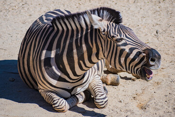 Burchell's zebra (Equus quagga burchellii) © Alberto Giron 