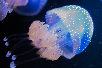 Phyllorhiza punctata (jellyfish, also known as the floating bell, Australian spotted jellyfish, brown jellyfish or the white-spotted jellyfish) © Alberto Giron 