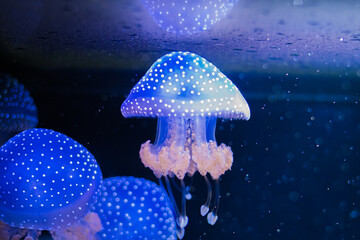Phyllorhiza punctata (jellyfish, also known as the floating bell, Australian spotted jellyfish, brown jellyfish or the white-spotted jellyfish) © Alberto Giron 