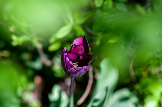 Primo piano di Tulipani fioriti. Natura in primavera, estate. Campo fiorito.