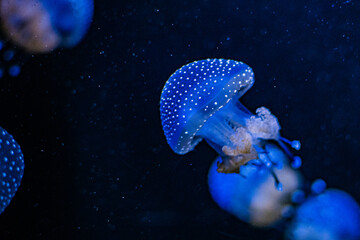 Phyllorhiza punctata (jellyfish, also known as the floating bell, Australian spotted jellyfish, brown jellyfish or the white-spotted jellyfish) © Alberto Giron 