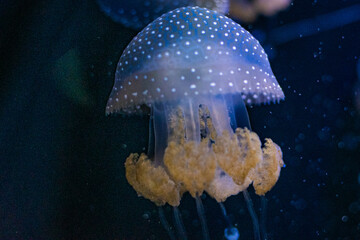 Phyllorhiza punctata (jellyfish, also known as the floating bell, Australian spotted jellyfish, brown jellyfish or the white-spotted jellyfish) © Alberto Giron 