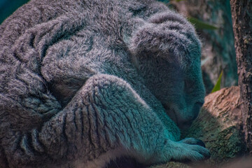  koala (Phascolarctos cinereus) © Alberto Giron 