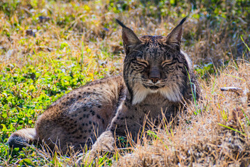 Iberian lynx (Lynx pardinus) © Alberto Giron 
