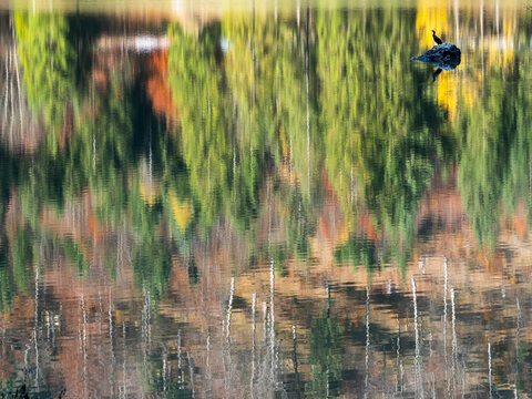Cormorant bird sits on a rock in a calm lake featuring vivid autumn forest water reflections, nature tourism, tranquil mountain escape in the Julian Alps, Predil lake, Tarvisio, Friuli, Italy....