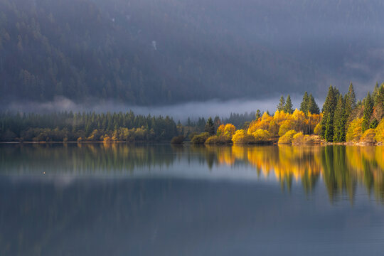 Yellow autumn forest reflects on the calm lake surface amidst mountain fog, offering a serene outdoor tourism destination landscape nature views, Julian Alps,Predil lake,Tarvisio,Friuli,Italy.