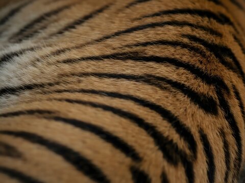 Close-up of tiger fur with black stripes and orange background