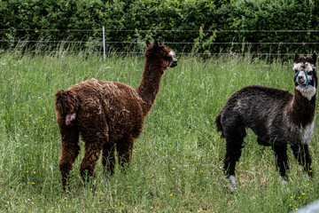 Naklejka premium alpaka tier natur lama familie geburt