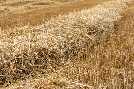 Detailed close-up of a golden straw swath and stubble in a harvested wheat field, agricultural background texture