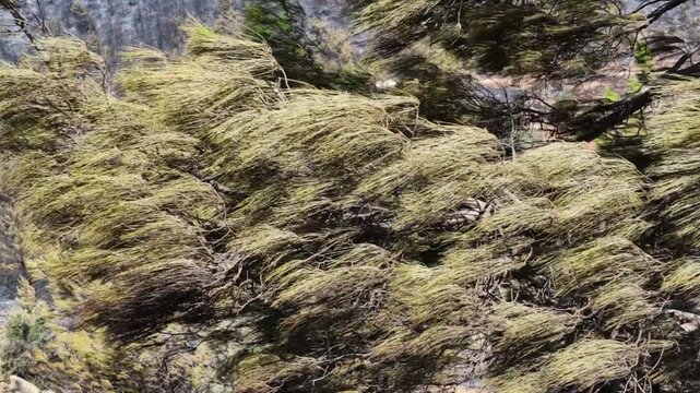 Majestic nature background with wild evergreen foliage swaying outdoors during a storm. Powerful windy weather concept video.