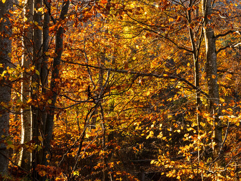 Golden autumn beech trees glow in dense forest under sunset light, highlighting seasonal nature tourism exploration in the mountain landscape of Julian Alps, Tarvisio, Friuli, Italy. Scenic nature.