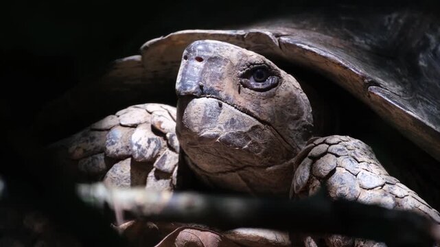 turtle in the jungle