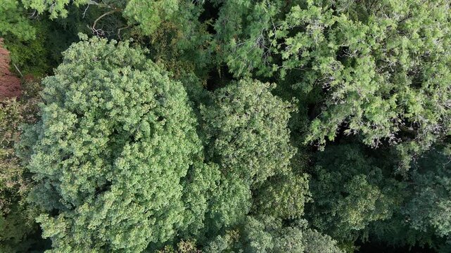las canicule et la s&eacute;cheresse de l'&eacute;t&eacute; 2026 en France ont fait de gros d&eacute;g&acirc;ts sur les arbres et les for&ecirc;ts en Lorraine. La v&eacute;g&eacute;tation et les feuilles sont d&eacute;j&agrave; aux couleurs de l'automne au mois d'ao&ucirc;t