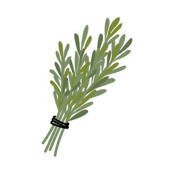Cute flat illustration of a tied bundle of fresh green rosemary sprigs isolated on white background for kitchen herb spice packaging design