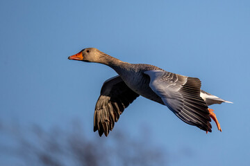 Graugans (Anser anser) © Rolf Müller