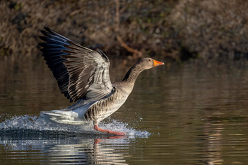 Graugans (Anser anser) © Rolf Müller
