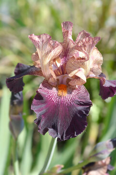 Tall bearded iris purple, white and tan flower - Latin name - Iris barbata elatior Action Packed