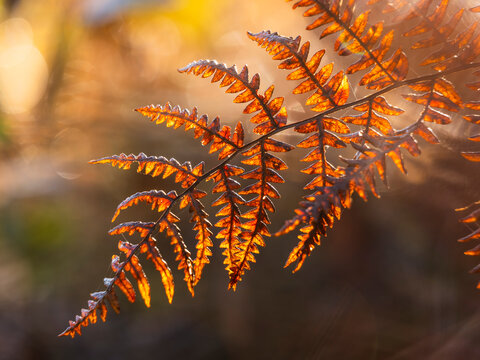 Autumn fern leaf backlit by warm golden sunlight in a peaceful autumn forest setting representing nature, outdoor exploration and tourism, Julian Alps, Tarvisio, Friuli, Italy. A Soft Bokeh.