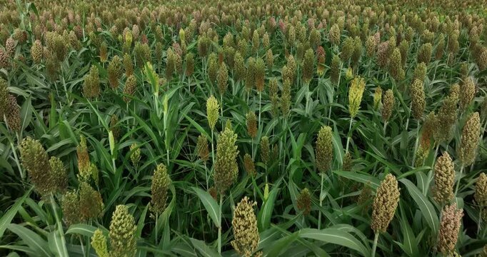Jowar grain sorghum crop farm in growth at field