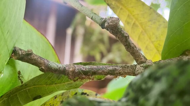 Asian weaver ants moving actively on a tree branch among green leaves stock footage