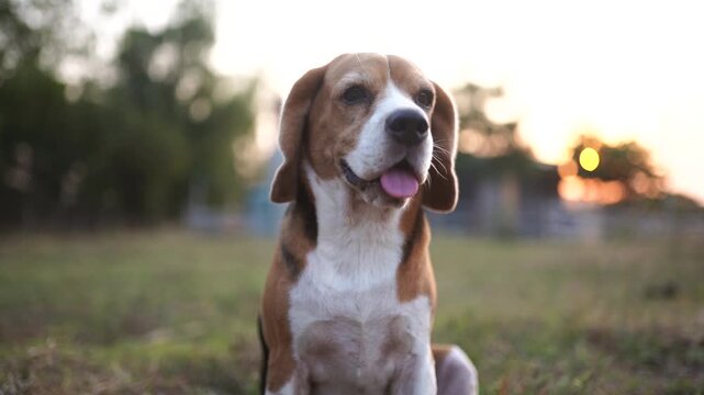 A close-up portrait of a cheerful Beagle dog sitting on the grass with its mouth slightly open and tongue out, looking happily toward the sky.
