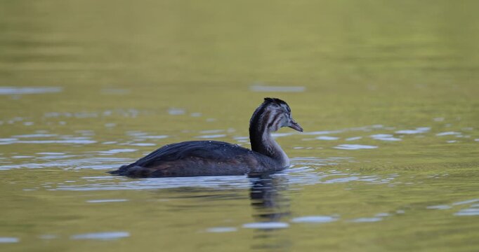 Curious juvenile great crested grebe swimming on lake in golden hour sunset light slow motion