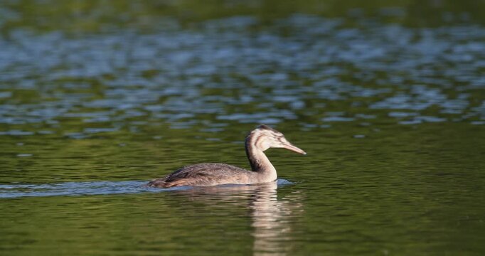 Curious juvenile great crested grebe swimming on lake in golden hour sunset light slow motion
