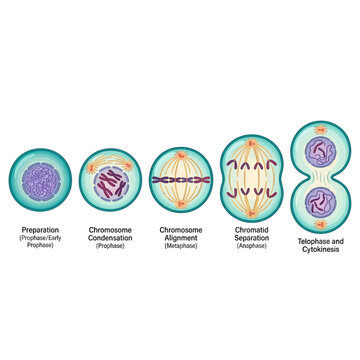 Cell Division Process Showing the Stages of Mitosis