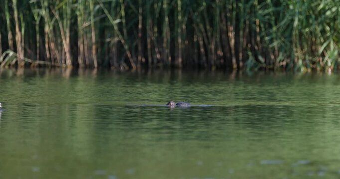 Great crested grebe parent feeding juvenile chick swallowing fish in golden hour sunset light slow motion