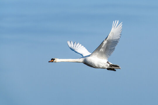 Majestic White Swan in Flight Over Blue Sky With Outstretched Wings and Graceful Glide