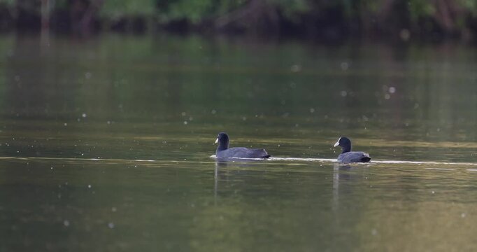 Pair of Eurasian coots swimming together on lake in golden hour sunset light slow motion