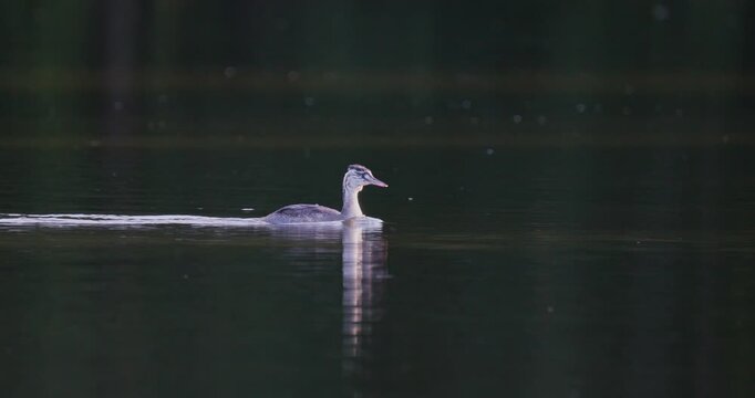 Juvenile great crested grebe swimming on lake and diving underwater in golden hour sunset light slow motion