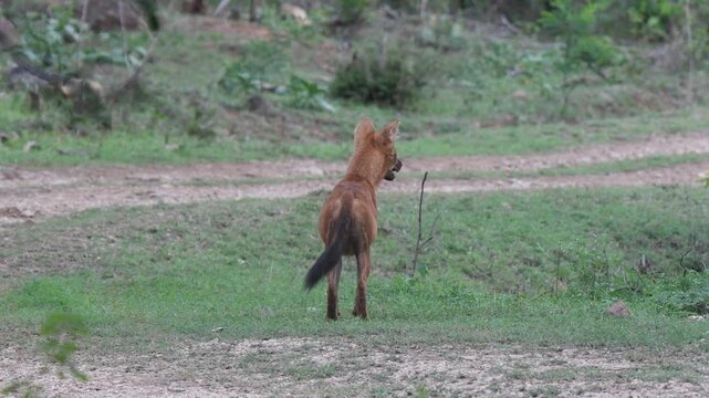 wild dog on the road,  Wild Dogs Resting by the Road, Asiatic Dhole Walking on Jungle Tarmac, "wild dog, Asian Wild Dog Cuon Alpinus Standing in Dry Grassland Habitat, Dhole Standing in Bangladesh,