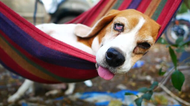 A playful and hilarious close-up shot of a Beagle dog lying comfortably inside a vibrant, colorful striped hammock outdoors.
