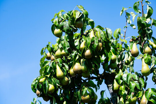 Birnen Pyrus  im Alten Land bei Hamburg