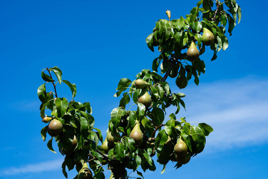 Birnen Pyrus  im Alten Land bei Hamburg