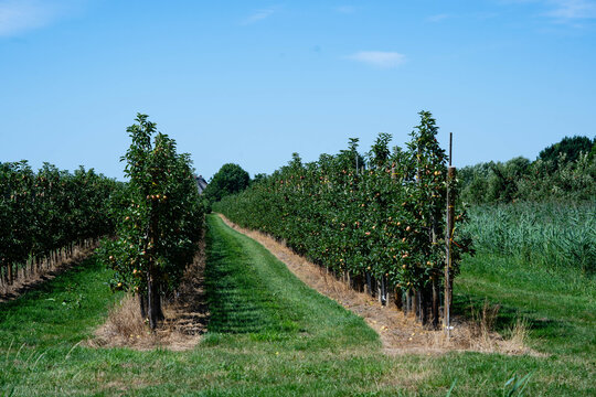Birnen Pyrus  im Alten Land bei Hamburg
