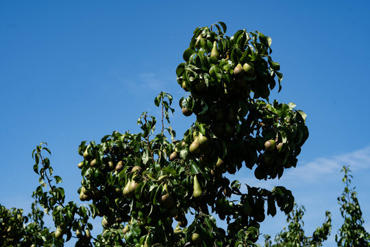 Birnen Pyrus  im Alten Land bei Hamburg
