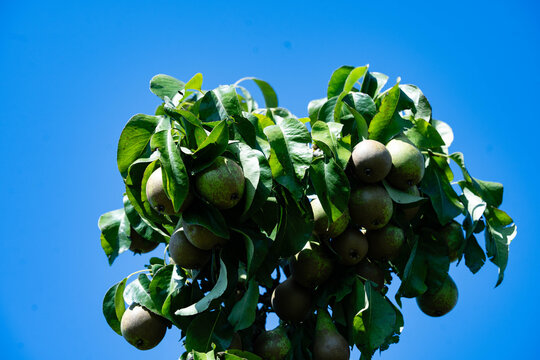 Birnen Pyrus  im Alten Land bei Hamburg