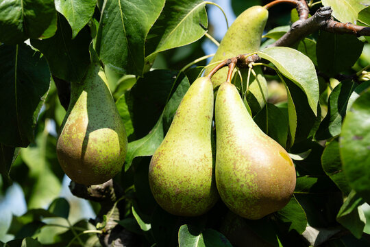 Birnen Pyrus  im Alten Land bei Hamburg