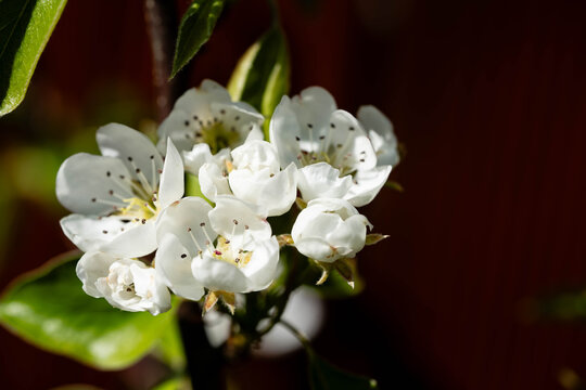 Birnen Pyrus  im Alten Land bei Hamburg
