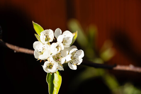 Birnen Pyrus  im Alten Land bei Hamburg