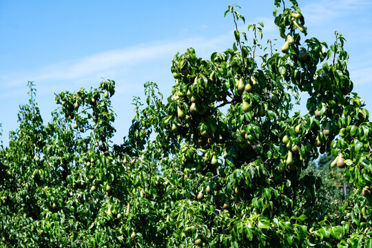 Birnen Pyrus  im Alten Land bei Hamburg