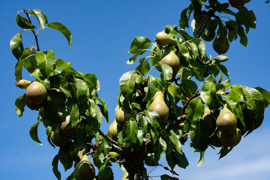 Birnen Pyrus  im Alten Land bei Hamburg